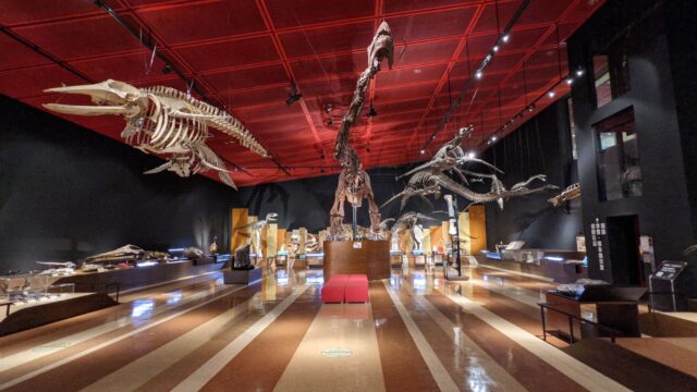 「ほるる」の迫力ある恐竜の化石