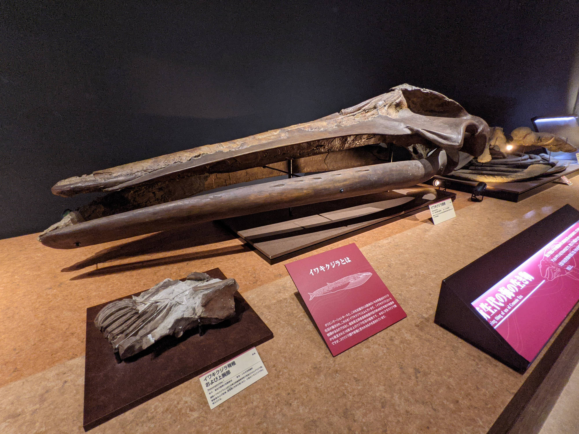 イワキクジラの化石